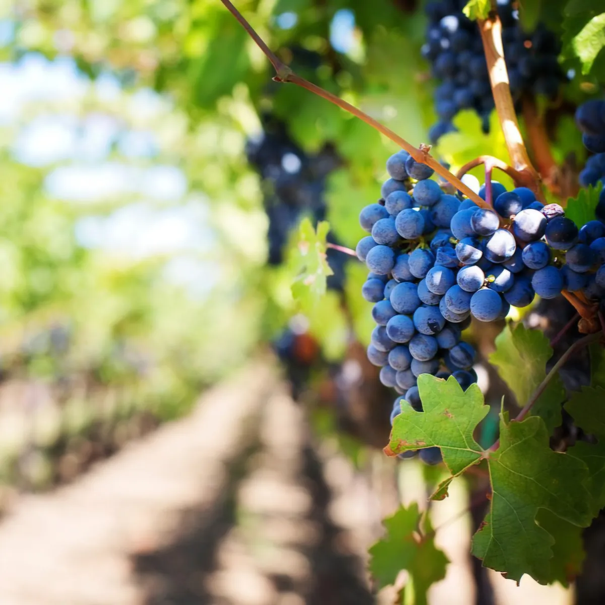 Tour del vino en Alentejo